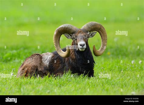 European Mouflon Ovis Orientalis Musimon Ram Lying On Grass Hesse