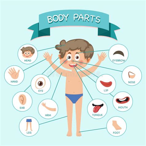 Body Parts With Vocabulary Stock Vector Illustration Of Learn 268744092