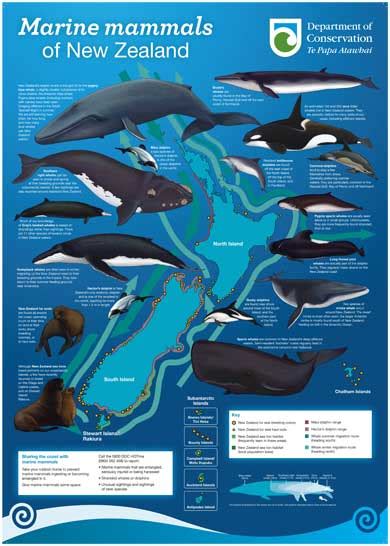 Marine Mammals Of New Zealand Poster Marine Mammals Publications