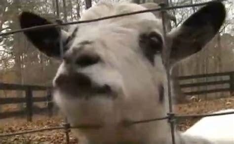 Teen Allegedly Stole Goat So He Could Ask Girl Will You Goat With Me