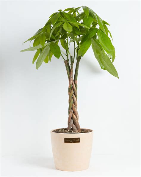 Money Tree For Delivery Tropical Indoor Plants Lively Root