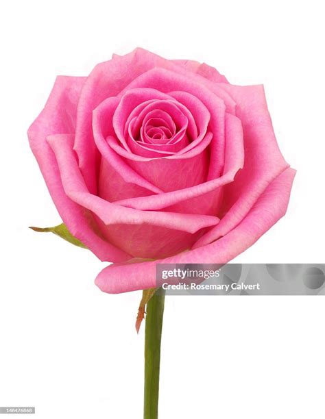 Beautiful Pink Rose Closeup High Res Stock Photo Getty Images