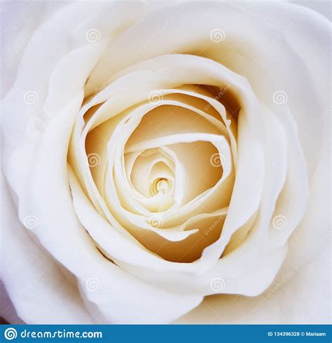 Closeup Of Beautiful White Rose Beauty Of Flowers Stock Photo Image