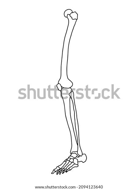Human Leg Bones Human Anatomy Vector 库存矢量图（免版税）2094123640 Shutterstock