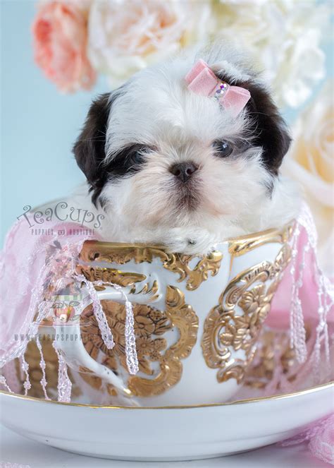 Like all dog breeds, shih tzus are susceptible to hip and elbow dysplasia, two of the most common health issues among dogs. The Cutest Little Pomeranian Puppies for Sale | Teacups ...