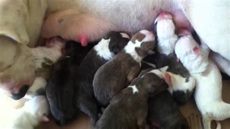 Newborn Pitbull Puppies Youtube