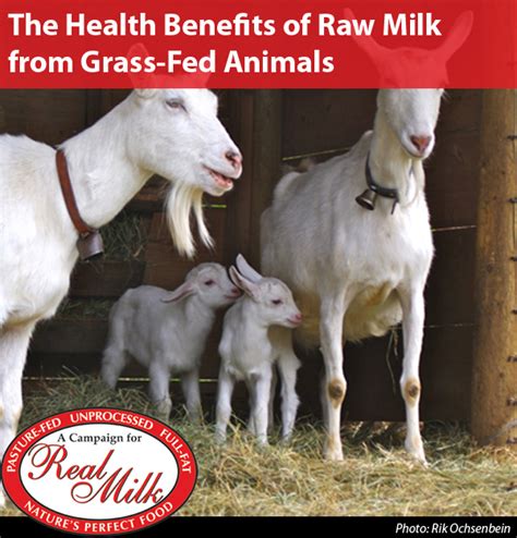 The Health Benefits Of Raw Milk From Grass Fed Animals A Campaign For