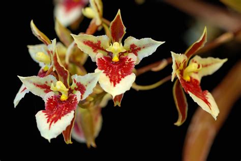 Grow And Care Tolumnia Orchid Travaldos Blog