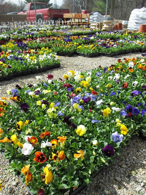 Garden flowers for sale canada. Pansy Sale Poised - Rotary Botanical Gardens