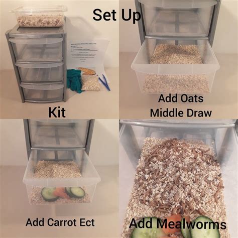 Easy cricket keeper setup to keep feeder crickets alive. Cricket Breeding Starter Kit - CRICKETS