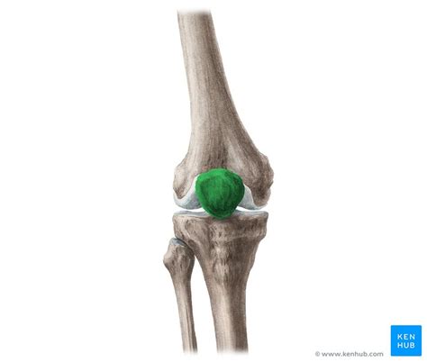 Patella Anatomy Function And Clinical Aspects Kenhub