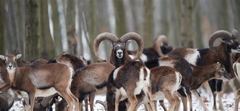 Mouflon Hunting In Slovakia Season 2020 Hunt In Slovakia
