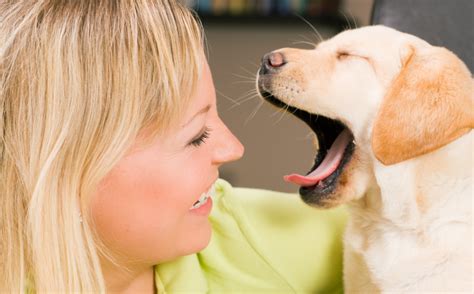 What Is Puppy Breath And Why Does It Smell So Good Bark Post