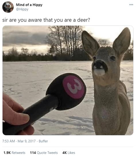 View 5 Get Well Soon Dead Deer Meme Alloytvesz