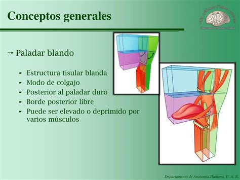 Ppt Unidad 8 Cabeza Y Cuello Powerpoint Presentation Free Download