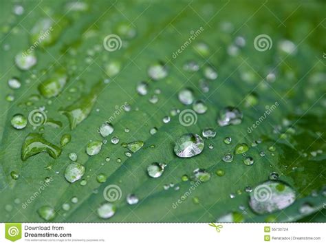 Water And Rain Drops On The Leaf, Abstract View, Drops Of Rain On Green Background / Drops On 