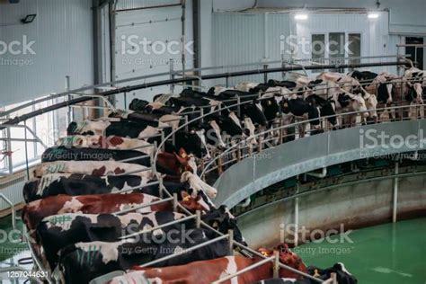 Milking Cows By Automatic Industrial Milking Rotary System In Modern