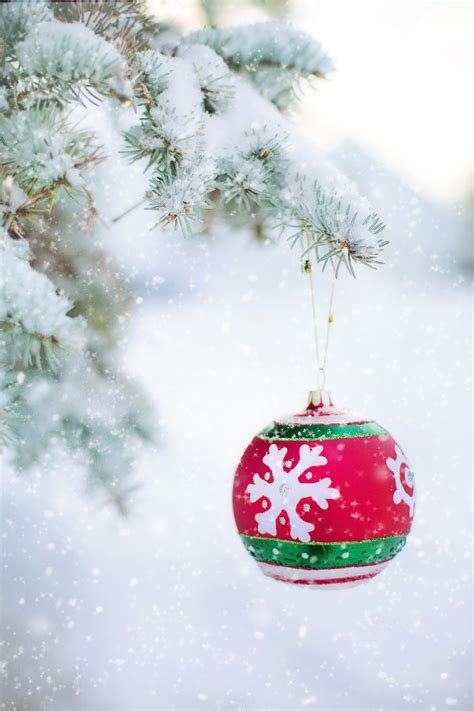Free Images Branch Snow Winter Celebration Pine Red Bulb