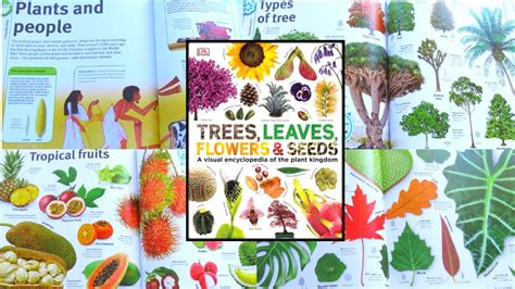 Trees Leaves Flowers And Seeds A Visual Encyclopedia Of The Plant
