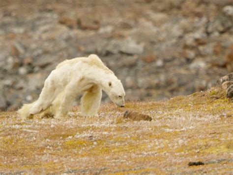 Tragic Video Of Starving Polar Bear Exposes Ugly Reality Of Global