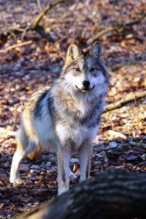 Inspired by actual events taking place during the reign of king louis xv, brotherhood of the wolf revisits one of the rare french myths, that of the beast of gevaudan which killed a. Historic release of Mexican wolves | Endangered Wolf Center