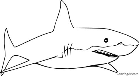 13 Free Printable Great White Shark Coloring Pages In Vector Format