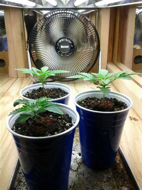You can use morsen grow lights for lots of stages such as seeding, flowering, and sprouting. Cannabis Light Schedules: Vegetative vs Flowering Stage ...