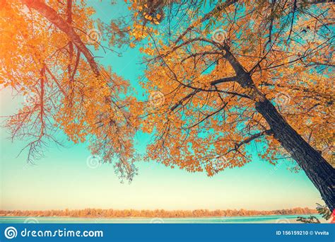 Riverbank With Poplars In Autumn Stock Photo Image Of Blue Branch