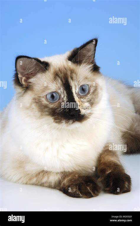 Seal Tortie Ragdoll Cat Portrait Stock Photo Alamy