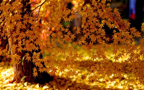 Yellow Autumn Tree 6910867