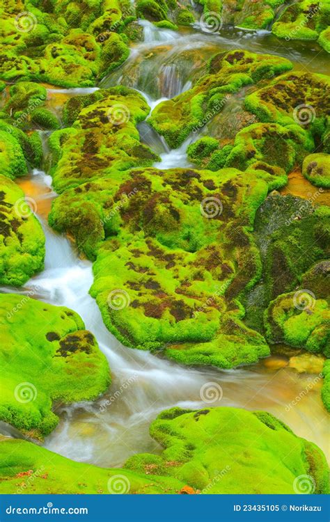 Green Moss With Water Stream Stock Image Image Of Gush Natural 23435105