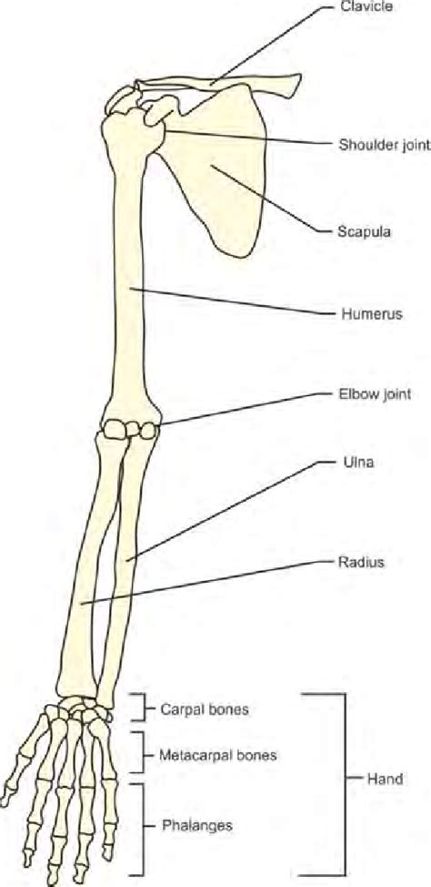 Anterior View Of Upper Limb
