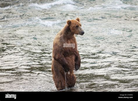 Grizzly Bear On Alaska Stock Photo Alamy