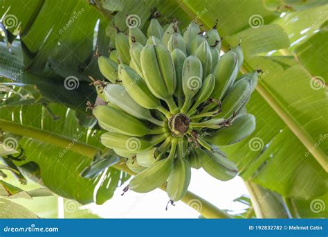 Organic Young Green Banana On A Bunch On A Tree Cluster Of Unripe