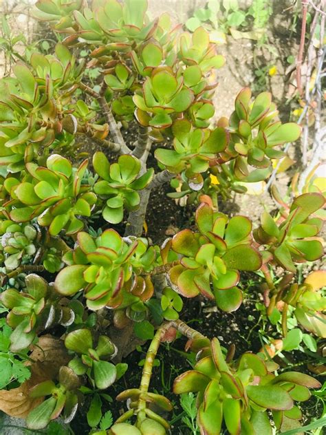 Jade Plant Crassula Ovata Red Tip Colorful Succulent Plant Etsy