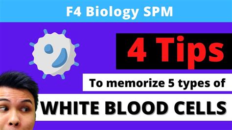F4 Biology Spm Tips To Memorize 5 Types Of White Blood Cells Youtube