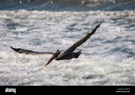 Pelican Flying Over Ocean Waves On Huntington Beach California Stock