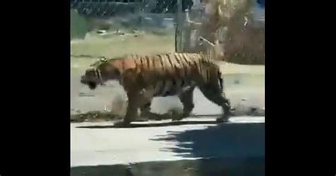 Video Shows Tiger Walking Down A Mexico Street With A Man Carrying A