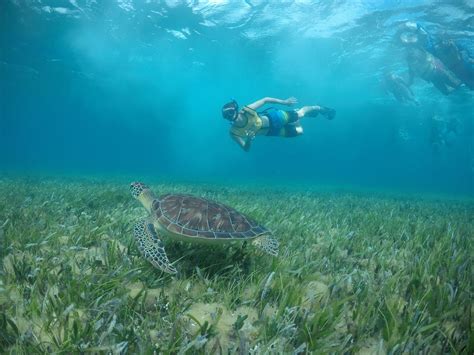 Turtle Swim Reef Musa Shipwreck And Cenote Snorkel Cancun