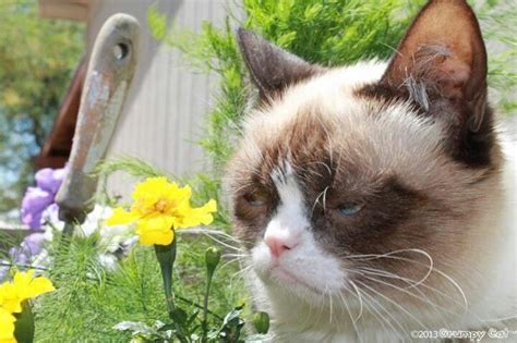 Spring Grumpy Cat Cat Jokes Grumpy Cat Humor