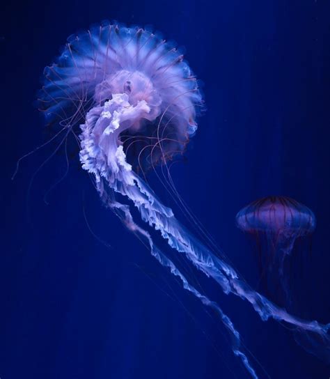 An Electric Jellyfish 1000x1149 Jellyfish Ocean Creatures