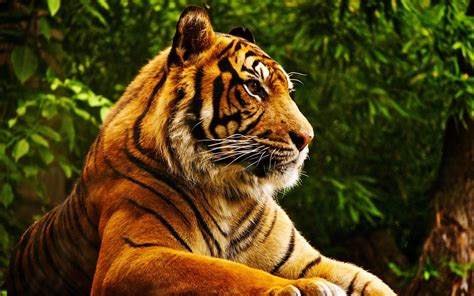 Tiger Wild Animal 4k Wallpaper Best Wallpapers