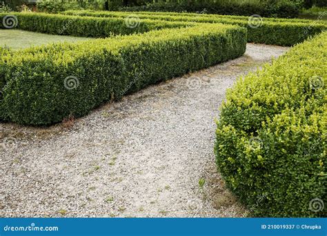 Lawn Between Green Trimmed Bush Hedge In The Park Stock Image Image