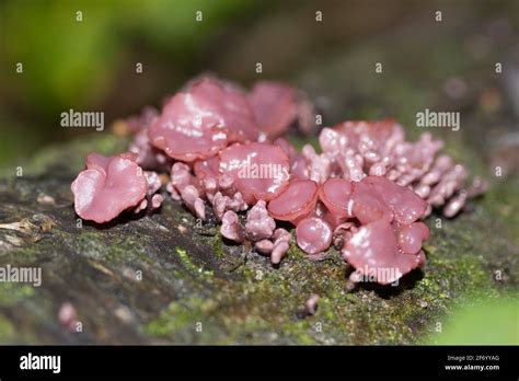 Purple Jellydisc Fungus Ascocoryne Sarcoides Sussex Uk Stock Photo