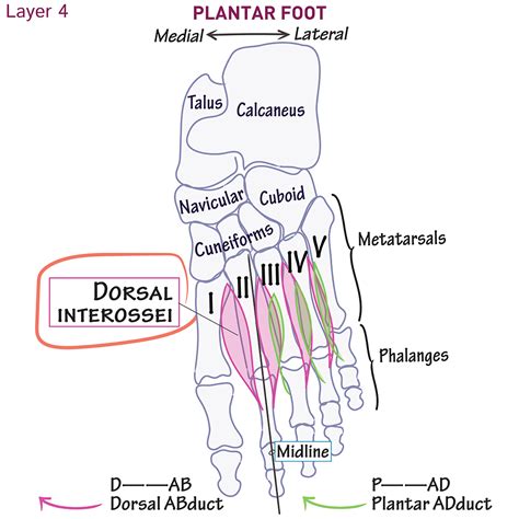 Gross Anatomy Glossary Dorsal Interossei Foot Ditki Medical