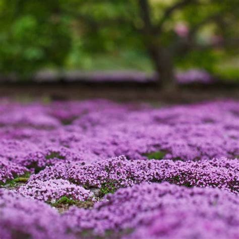 Ground Cover Plants With Purple Flowers