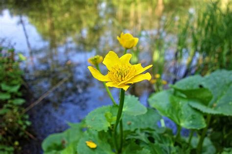 Hd Wallpaper Marsh Marigold Kingcup Flower Plant Blossom Blooming