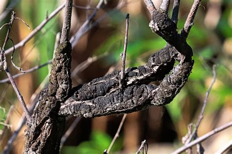 Black Knot Fungus Treatment And Prevention Jung Seeds Gardening Blog