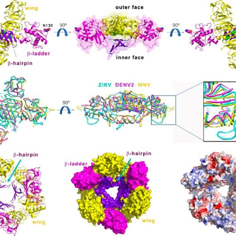 Zikv Life Cycle And Schematic Diagram Of Zikv Polyprotein Organization