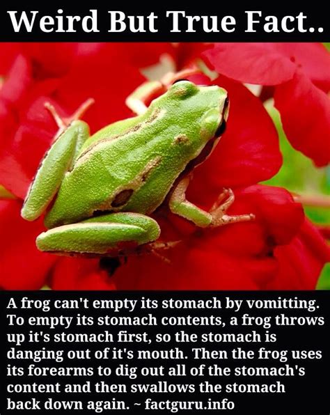 Some facts of life are sad but true. Weird frog fact.... | Animal facts, Weird but true, Weird ...
